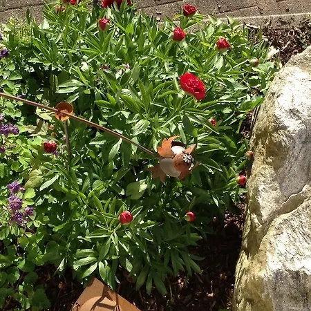 Hotel Restaurant Sonnenhang 3*